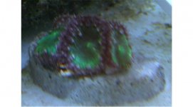 Austin 14 wks 014 820x454.jpg