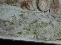AlgaeSand.JPG