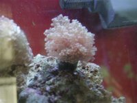 FrogSpawn.JPG