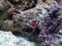 FireShrimp.JPG