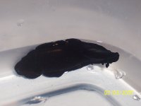 black Nudi.jpg
