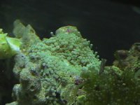 onlinesalepics 318.jpg