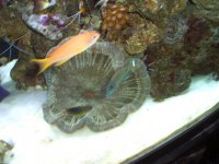 Christmas 2006 250.jpg