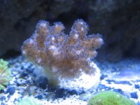 Pink Pocillopora Damicornis.JPG