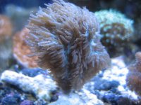 Pink Green Hydno.JPG