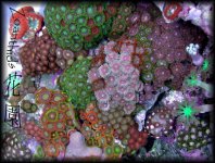 Chinese_Zoanthids_Garden.jpg