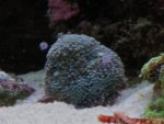 Orange toad & Longhorn Cow fish 052_640x480.jpg