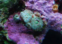 green micros wiltold.jpg