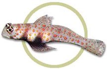 pw71419orangespotted_goby.jpg