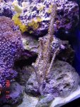 rusty_gorgonia.jpg