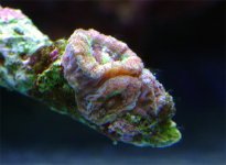 pics wiltold of micros.jpg