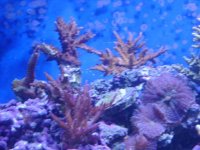 leo's tank for sale 005.jpg