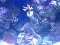 leo's tank for sale 008.jpg