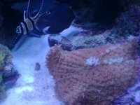 leo's tank for sale 011.jpg