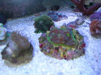 Alien_Chalice 011.jpg