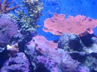 leo's tank for sale 009.jpg