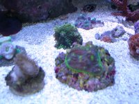 Alien_Chalice 006.jpg