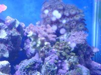 leo's tank for sale 010.jpg