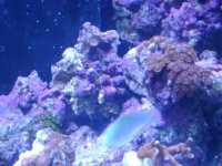 leo's tank for sale 004.jpg
