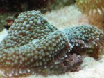 More corals & fish pics 004_640x480.jpg