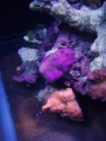 Reef New Frag Day Feb 20 020.JPG