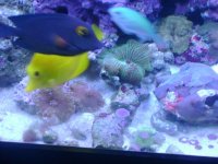 leo's tank for sale 006.jpg