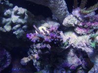 Reef New Frag Day Feb 20 022.JPG