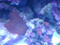 leo's tank for sale 014.jpg