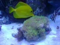leo's tank for sale 012.jpg