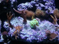 acropora.JPG
