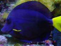 purpletang.jpg