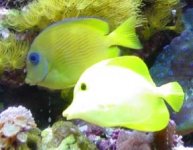 yellow&purpletang.jpg
