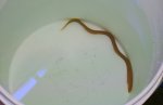 eel 2.jpg
