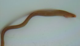 eel 3.jpg