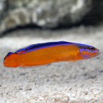 p91978NeonDottyback.jpg