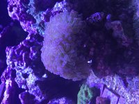IMG_5272.jpg