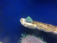 IMG_4959.jpg