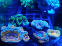 IMG_20181118_184336.jpg