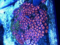 zoa.jpg