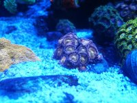 IMG_20180131_223512.jpg