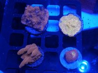 IMG_20181122_213849.jpg