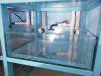FISHTANK-20-GAL-1.jpg