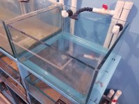 FISHTANK-30-GAL-1.jpg