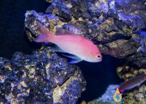 ANTHIAS PINK.jpg