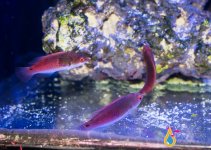 RED ANTHIAS GROUP.jpg