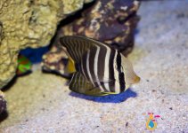 SAILFIN TANG .jpg