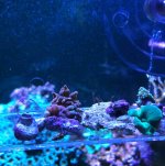 ImageUploadedByReefs2018-11-26 13:41:15 EST.jpg