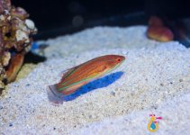 FLASHER WRASSE2.jpg