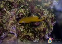yellow clown goby.jpg