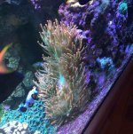 ImageUploadedByReefs2018-11-26 13:44:23 EST.jpg